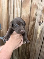 Pink collar, a female Labrador Retriever for sale in Vidalia, GA – 1 of 9