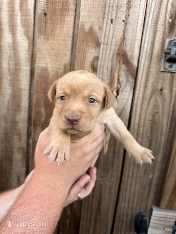 Beige collar – Labrador Retriever puppy for sale in Vidalia, GA
