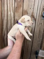 Purple collar, a female Labrador Retriever for sale in Vidalia, GA – 2 of 9