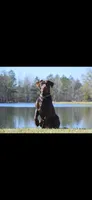 Purple collar, a female Labrador Retriever for sale in Vidalia, GA – 5 of 9