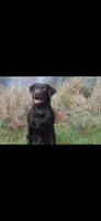 Orange collar, a female Labrador Retriever for sale in Vidalia, GA – 6 of 9