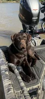 Blue Collar, a male Labrador Retriever for sale in Vidalia, GA – 8 of 9