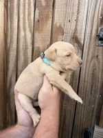 Light blue , a female Labrador Retriever for sale in Vidalia, GA – 2 of 9