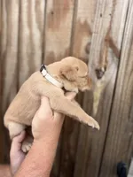 Beige collar, a female Labrador Retriever for sale in Vidalia, GA – 2 of 9
