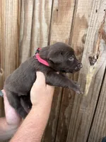 Pink collar, a female Labrador Retriever for sale in Vidalia, GA – 2 of 9