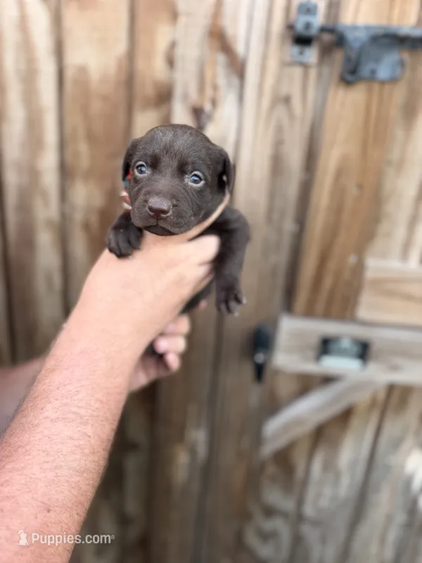 Orange collar – Labrador Retriever puppy for sale in Vidalia, GA