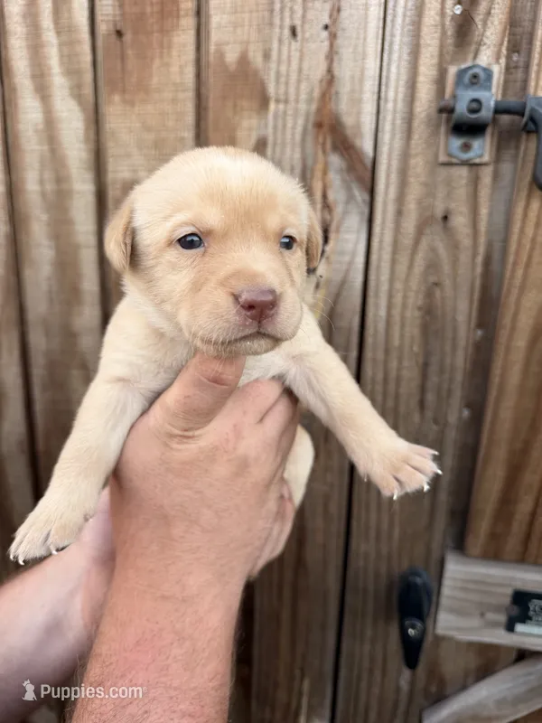 Yellow collar – Labrador Retriever puppy for sale in Vidalia, GA