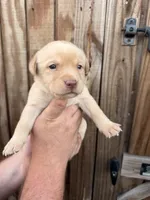Yellow collar, a female Labrador Retriever for sale in Vidalia, GA – 1 of 9