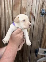 Purple collar, a female Labrador Retriever for sale in Vidalia, GA – 1 of 9