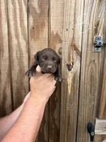 Blue Collar, a male Labrador Retriever for sale in Vidalia, GA – 3 of 9