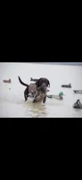 Beige collar, a female Labrador Retriever for sale in Vidalia, GA – 5 of 9