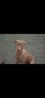 Purple collar, a female Labrador Retriever for sale in Vidalia, GA – 7 of 9