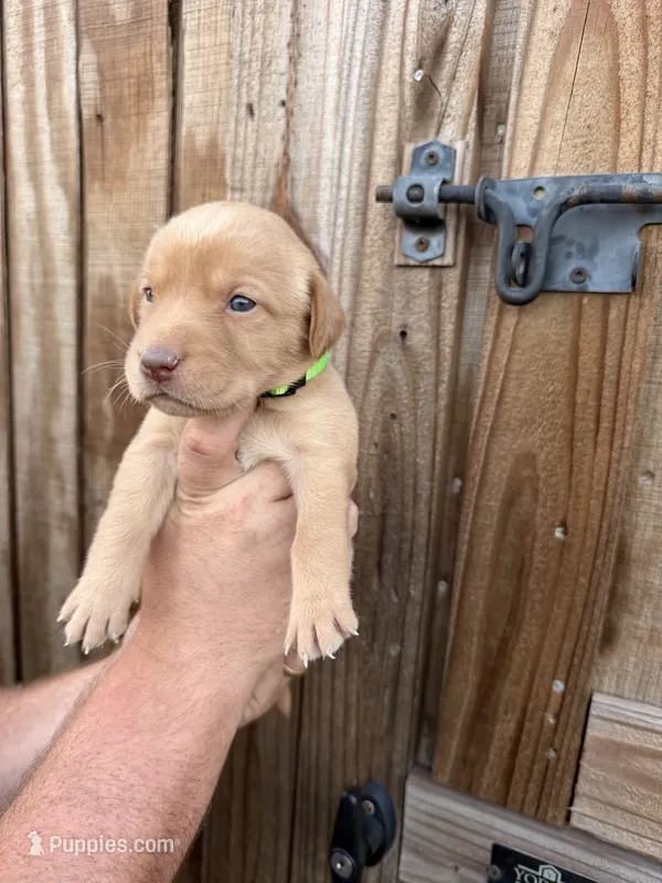 Lime green  – Labrador Retriever puppy for sale in Vidalia, GA