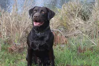 Lime green , a female Labrador Retriever for sale in Vidalia, GA – 5 of 7
