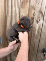 Orange collar, a female Labrador Retriever for sale in Vidalia, GA – 2 of 9