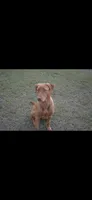 Purple collar, a female Labrador Retriever for sale in Vidalia, GA – 9 of 9