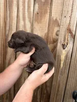 Blue Collar, a male Labrador Retriever for sale in Vidalia, GA – 4 of 9