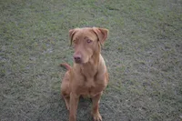 Blue Collar, a male Labrador Retriever for sale in Vidalia, GA – 5 of 9