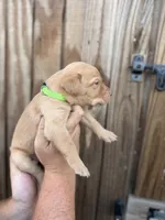 Lime green , a female Labrador Retriever for sale in Vidalia, GA – 2 of 7