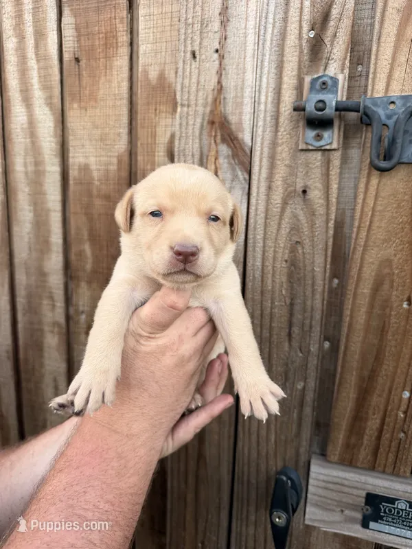 Light blue  – Labrador Retriever puppy for sale in Vidalia, GA