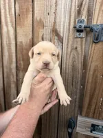 Light blue , a female Labrador Retriever for sale in Vidalia, GA – 1 of 9