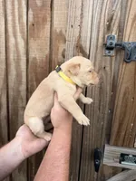 Yellow collar, a female Labrador Retriever for sale in Vidalia, GA – 2 of 9