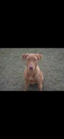 Light blue , a female Labrador Retriever for sale in Vidalia, GA – 8 of 9
