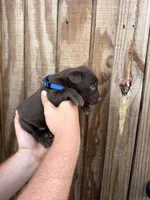 Blue Collar, a male Labrador Retriever for sale in Vidalia, GA – 2 of 9