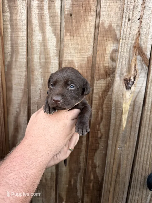 Blue Collar – Labrador Retriever puppy for sale in Vidalia, GA