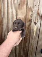 Blue Collar, a male Labrador Retriever for sale in Vidalia, GA – 1 of 9