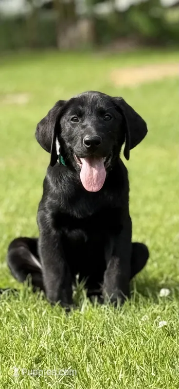 Green – Labrador Retriever puppy for sale in Franklinton, LA