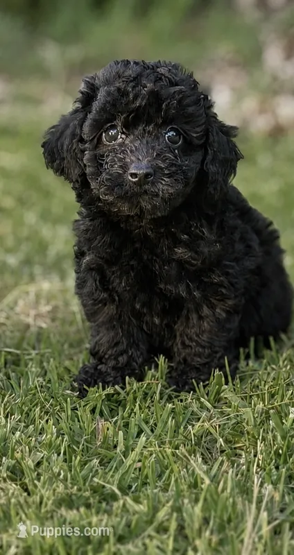 Claire – Poodle - Toy  puppy for sale in Franklinton, LA