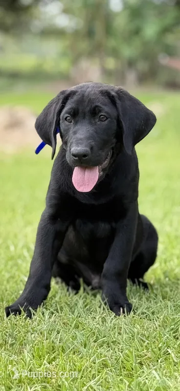 Blue, a male Labrador Retriever for sale in Franklinton, LA – Photo 1 of 1