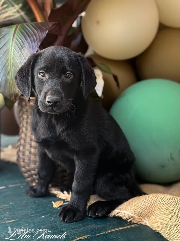 Drake, a male Labrador Retriever for sale in Franklinton, LA – Photo 1 of 1
