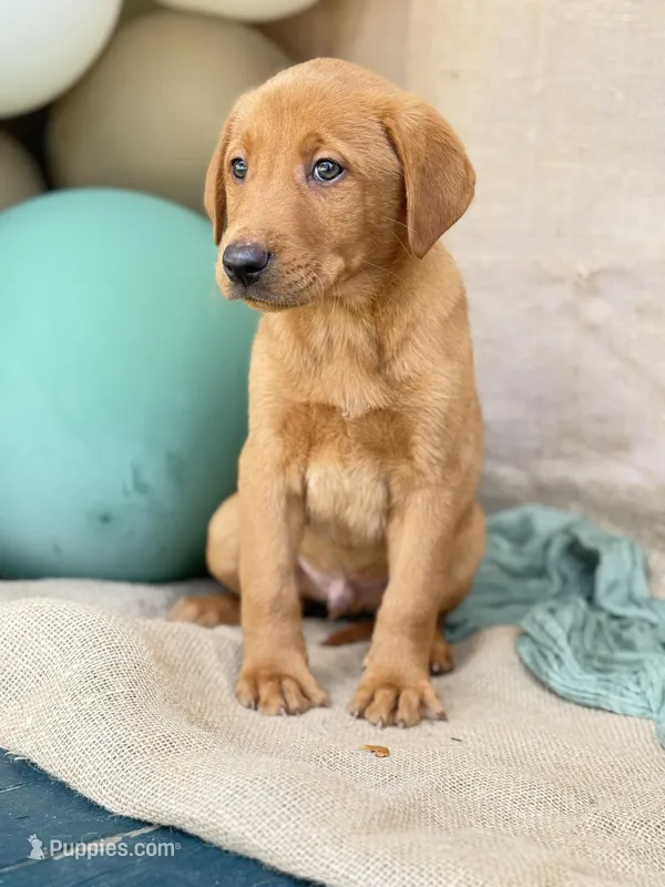Duke, a male Labrador Retriever for sale in Franklinton, LA – Photo 1 of 1