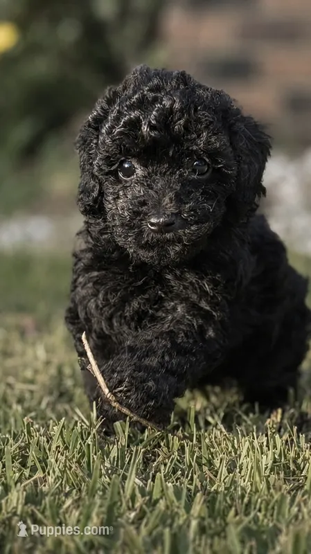 Daisy – Poodle - Toy  puppy for sale in Franklinton, LA
