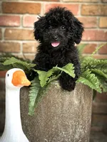 Belle, a female Poodle - Toy  for sale in Franklinton, LA – 1 of 2