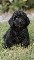 Belle, a female Poodle - Toy  for sale in Franklinton, LA – 1 of 1