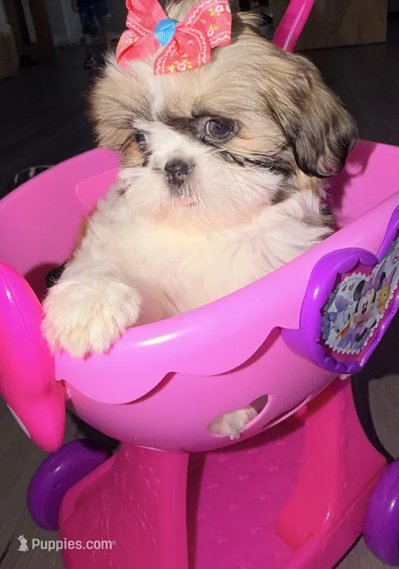 Bella – Shih Tzu puppy for sale in Victorville, CA