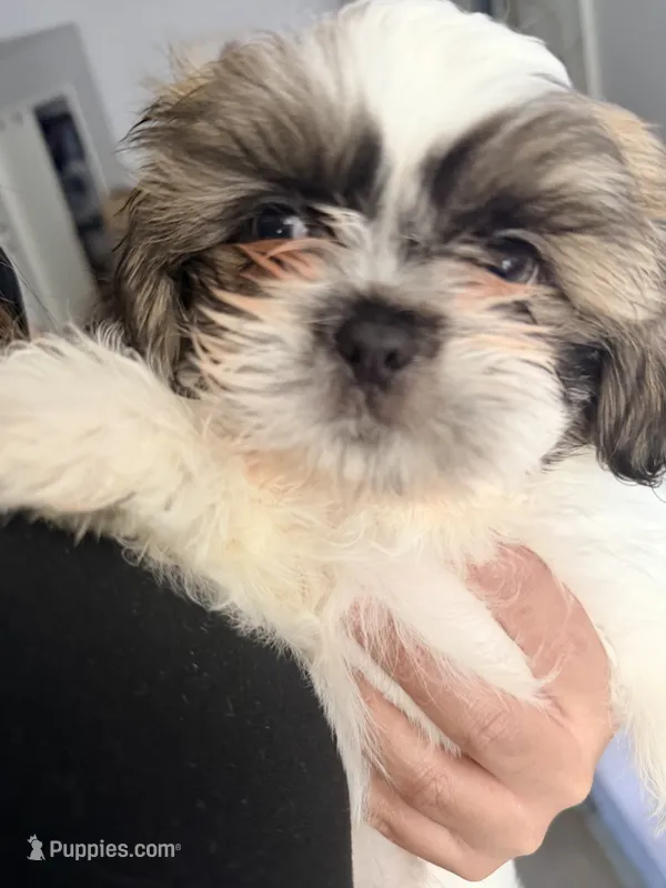 Max – Shih Tzu puppy for sale in Victorville, CA