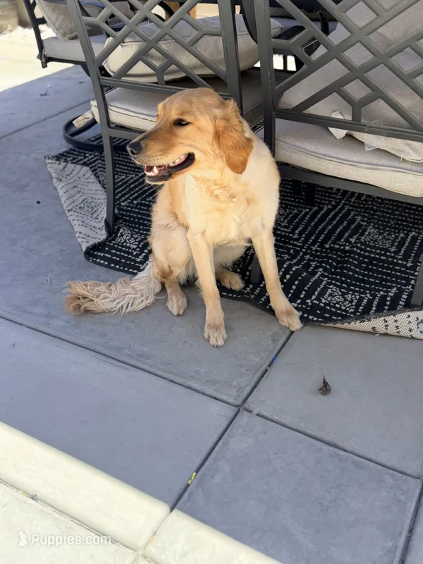 Daisy – Golden Retriever puppy for sale in Victorville, CA