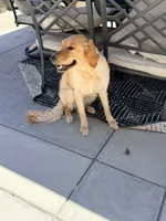 Daisy, a female Golden Retriever for sale in Victorville, CA – 1 of 1