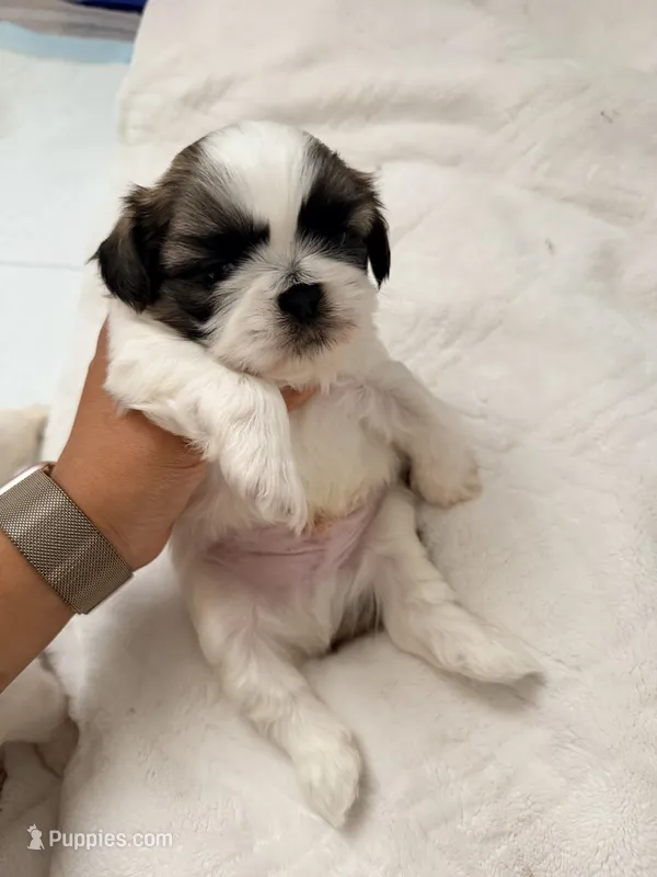 Max – Shih Tzu puppy for sale in Victorville, CA