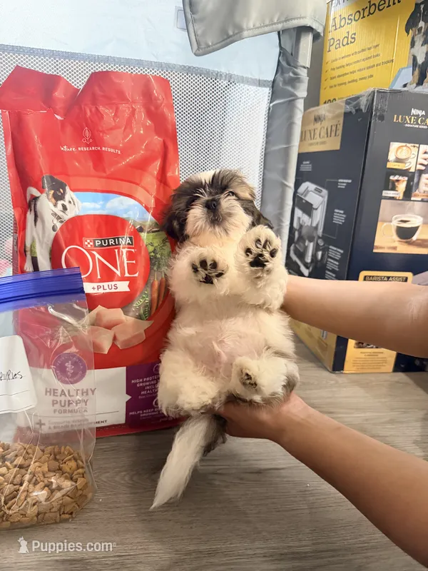 Max – Shih Tzu puppy for sale in Victorville, CA