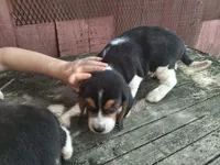 Beagle (male) , a male Beagle for sale in Columbia, SC – 2 of 3