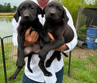 Akc English lab (male 2) , a male Labrador Retriever for sale in Columbia, SC – 1 of 1