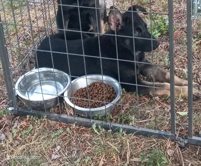 Pink – German Shepherd Dog puppy for sale in Columbia, SC