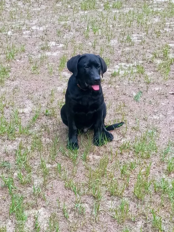 Akc English lab (male 3)  – Labrador Retriever puppy for sale in Columbia, SC