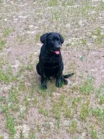 Akc English lab (male 3) , a male Labrador Retriever for sale in Columbia, SC – 1 of 6