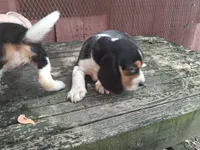 Beagle (male) , a male Beagle for sale in Columbia, SC – 3 of 3